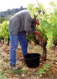 Vendanges manuelles