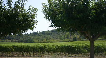 Vignes de notre domaine