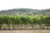 Vignes